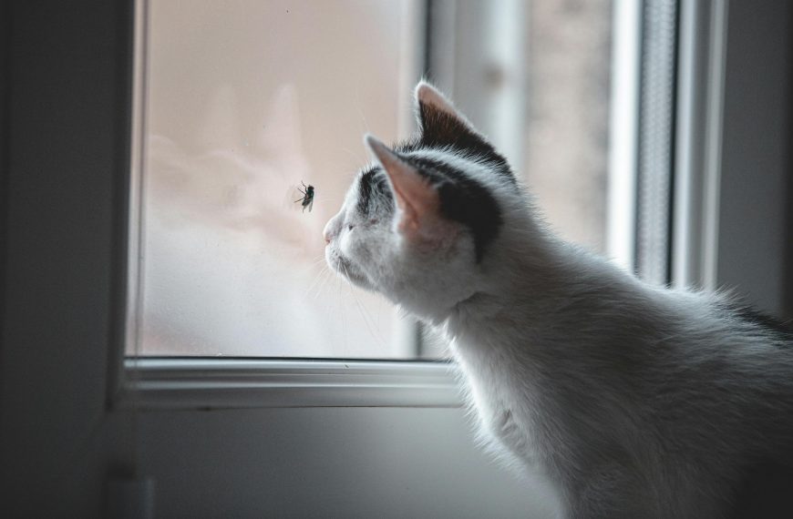 how to get rid of house flies