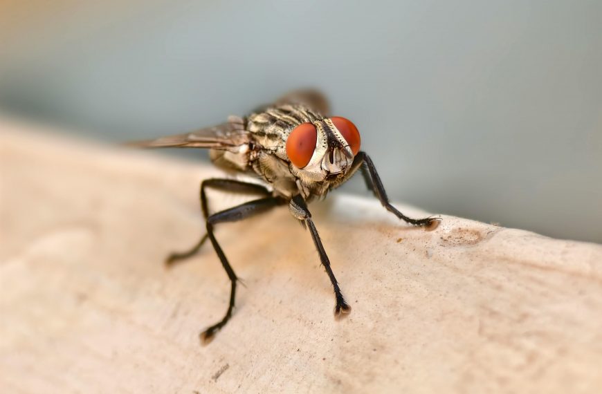 lots of flies in house suddenly